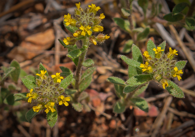 Wild Alyssum 1.jpg